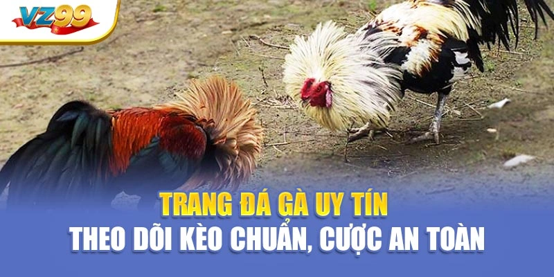 Trang đá gà uy tín – Theo dõi kèo chuẩn, cược an toàn